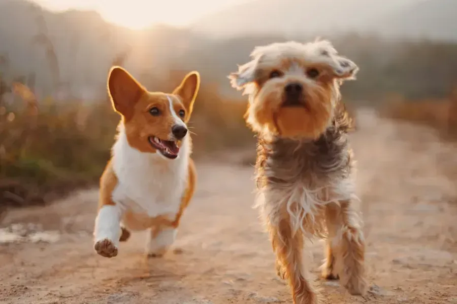 Cães