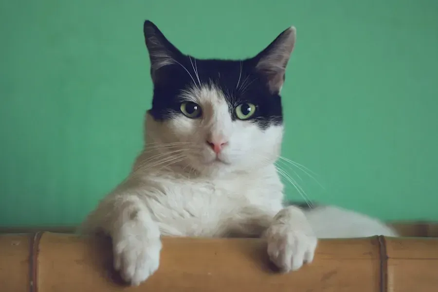 Gatos