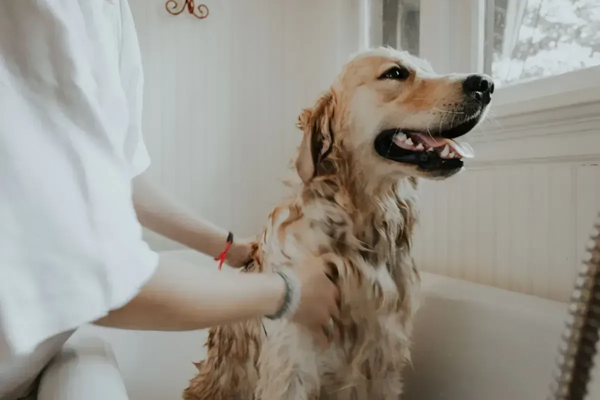 Centro de Estética PetPoint